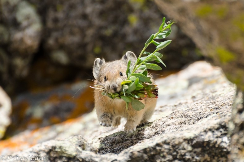 Pika by Debra Miller