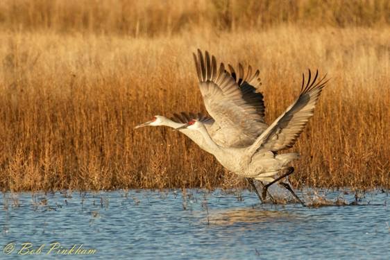 Photo by Bob Pinkham